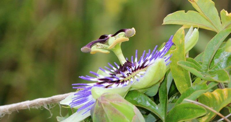 Blaue Passionsblume