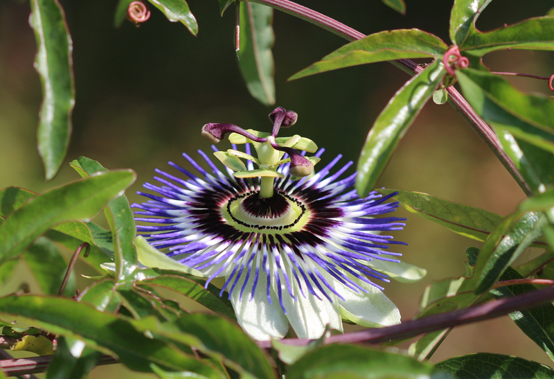 Blaue Passionsblume