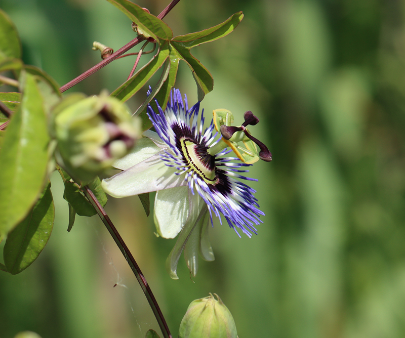 Blaue Passionsblume - © Bea