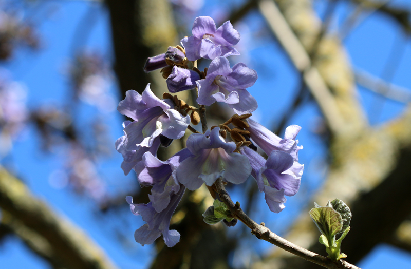 Blauglockenbaum