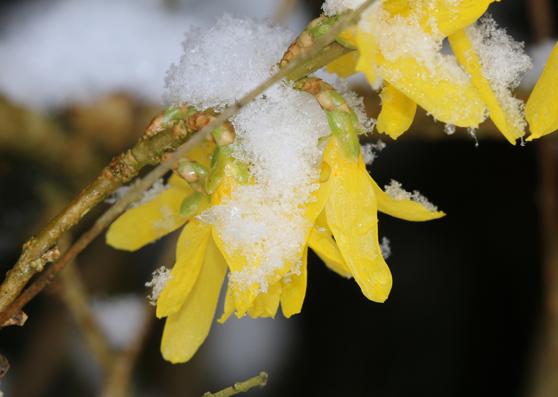 Forsythien