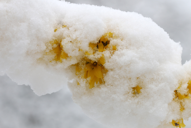 Forsythien