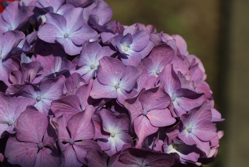 Hortensie