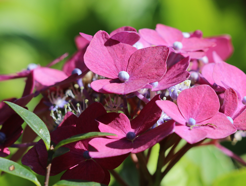 Hortensie