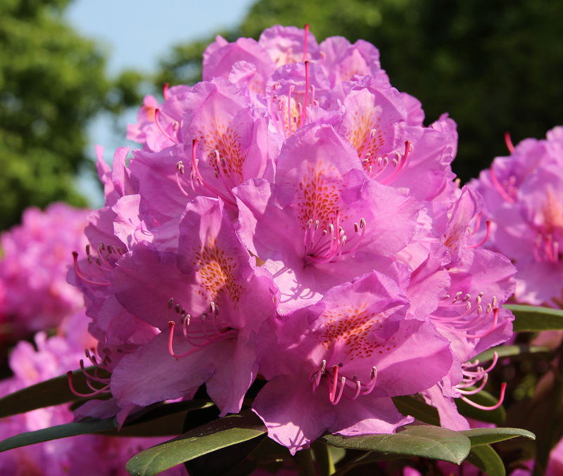 Rhododendren