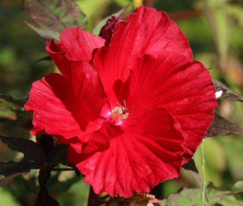 Riesen-Hibiskus