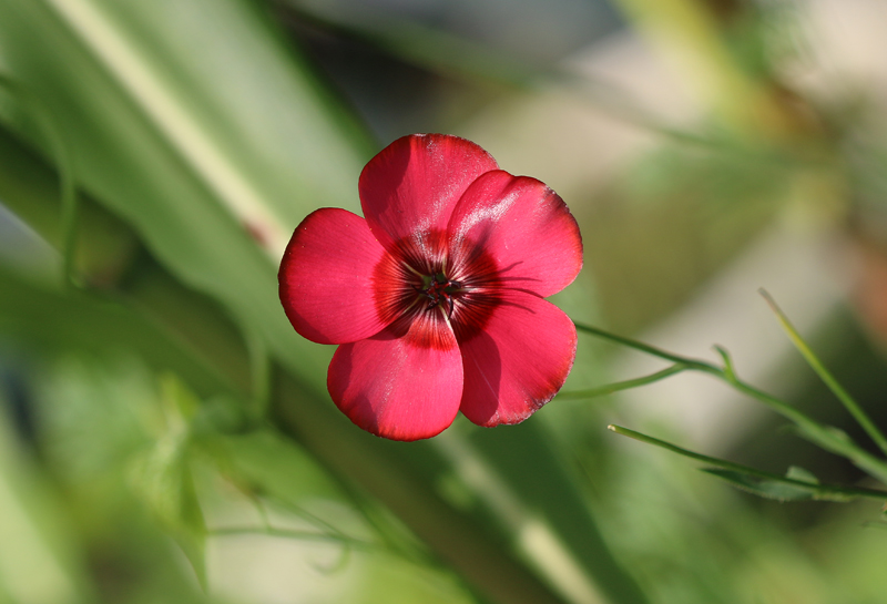 Rote Lein