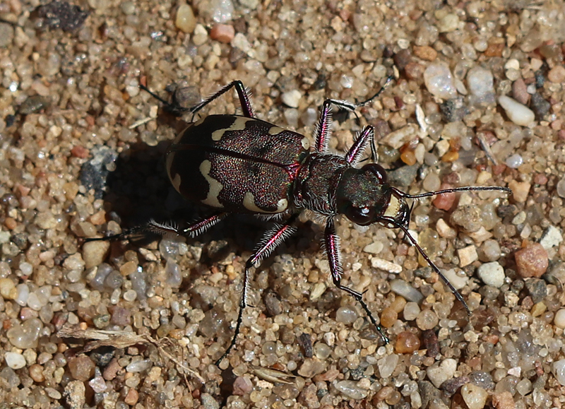 Berg-Sandlaufkäfer