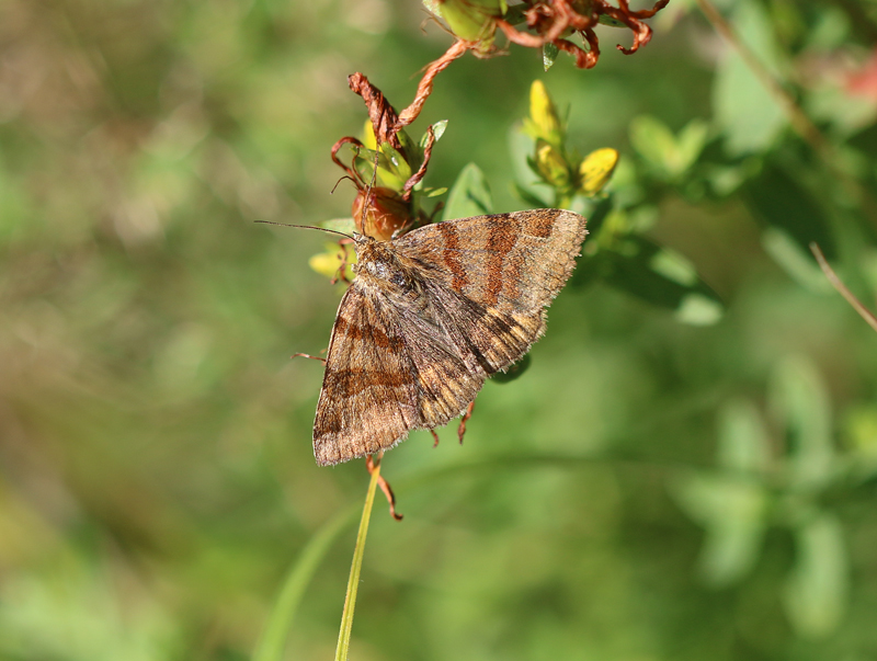 Braune Tageule