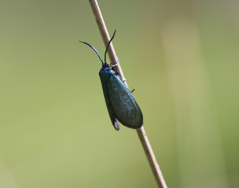 Ampfer-Grünwidderchen