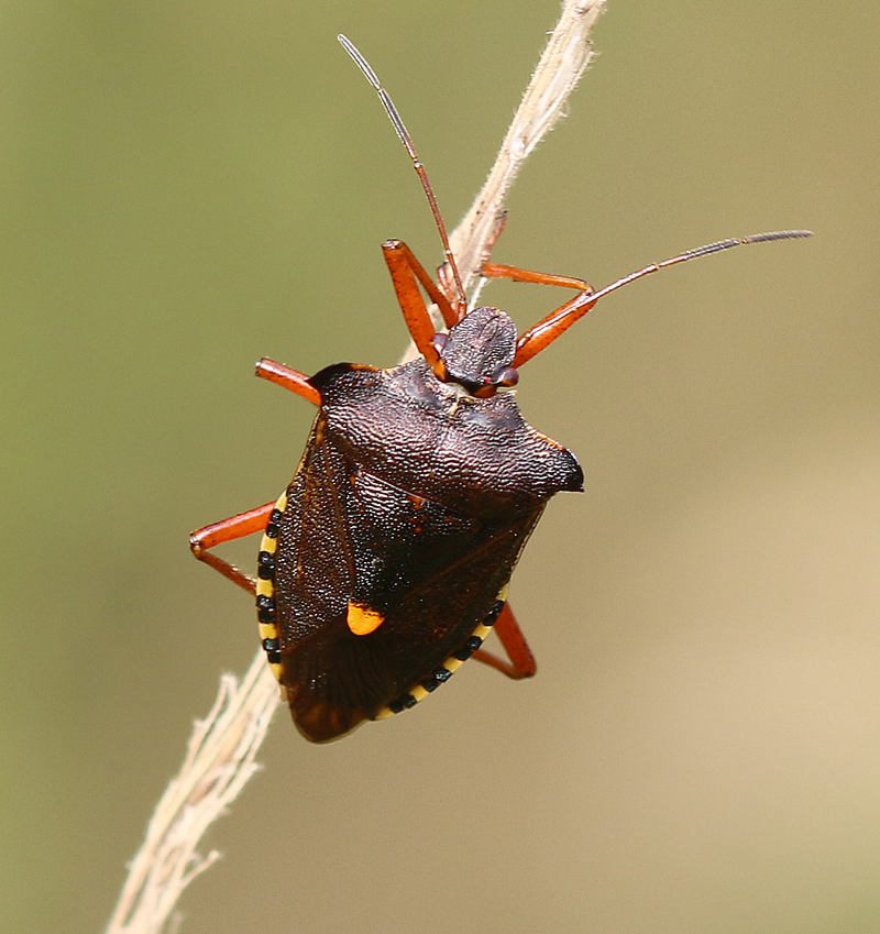 Rotbeinige Baumwanze