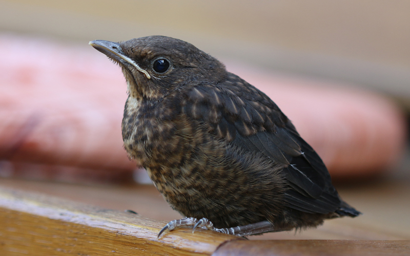 Amsel