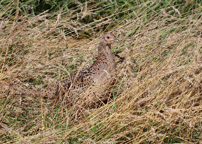 Fasan - Female