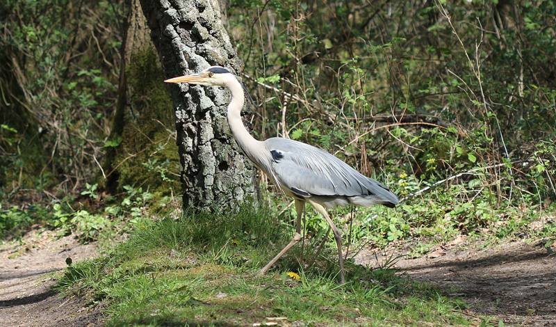 Fischreiher