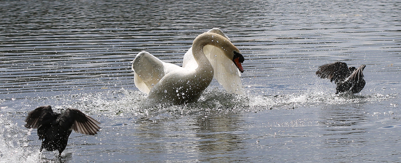 Höckerschwan & Blässhuhn