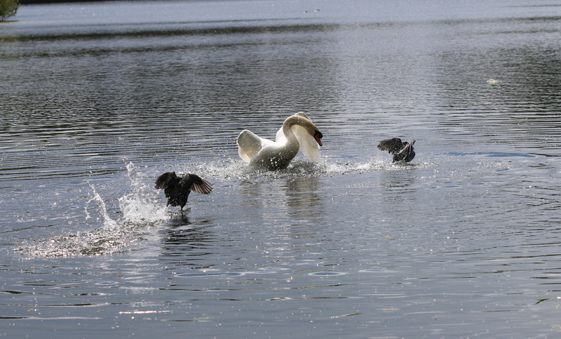 Höckerschwan & Blässhuhn