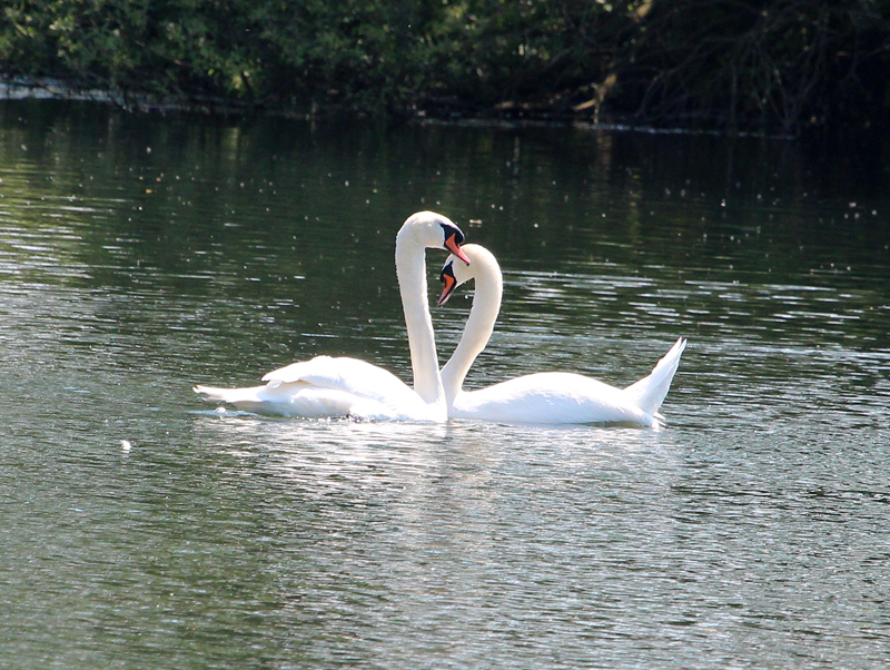 Höckerschwan