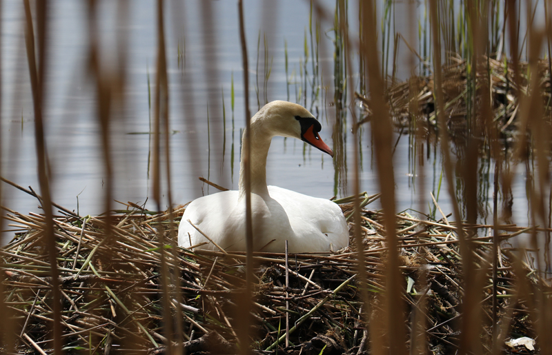 Höckerschwan