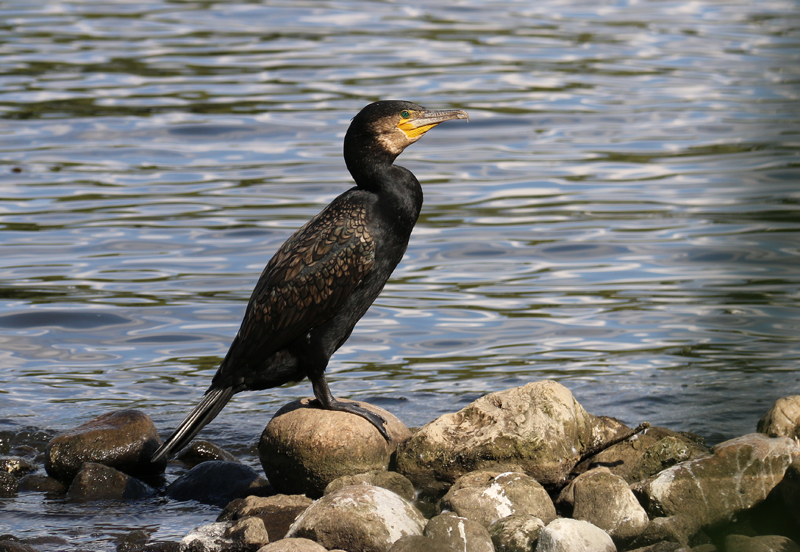 Kormoran