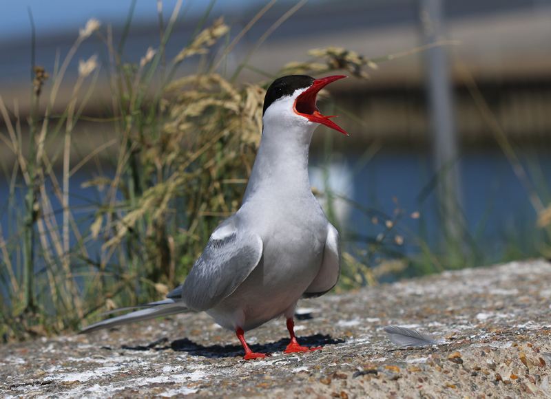 Küstenseeschwalbe