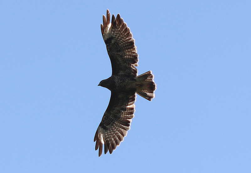 Mäusebussard