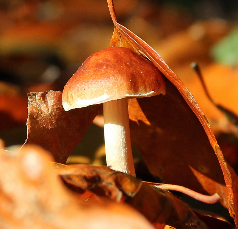 Naturfotografie