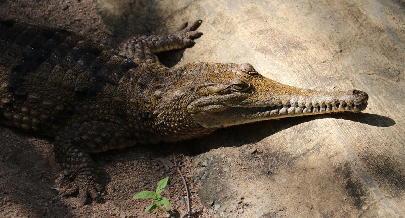 Australien Krokodil