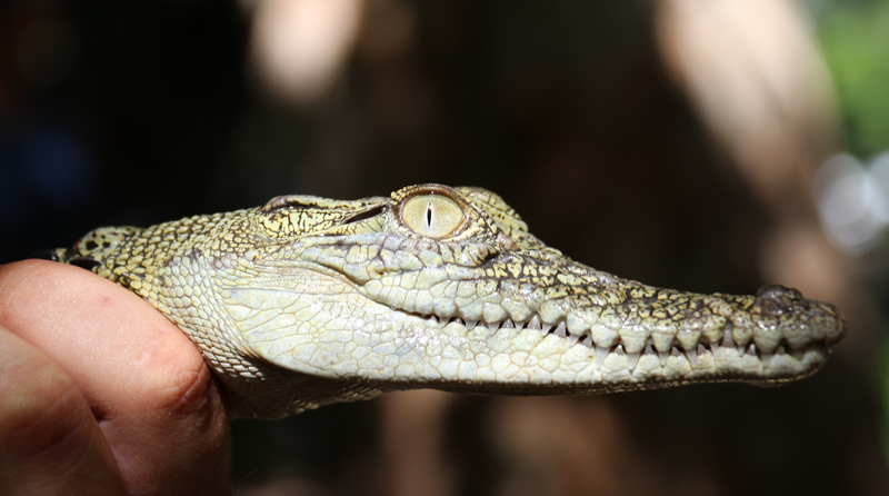 Australien Krokodil