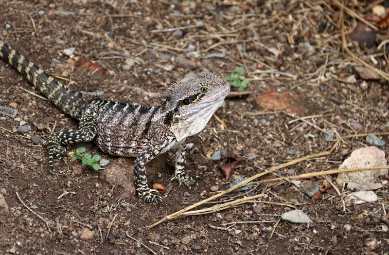 Australische Wasseragame