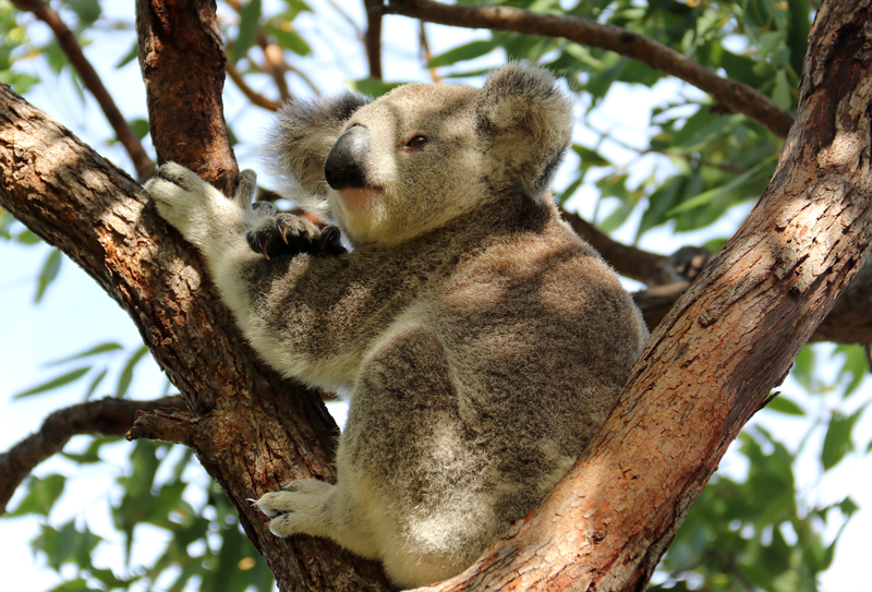 Koala