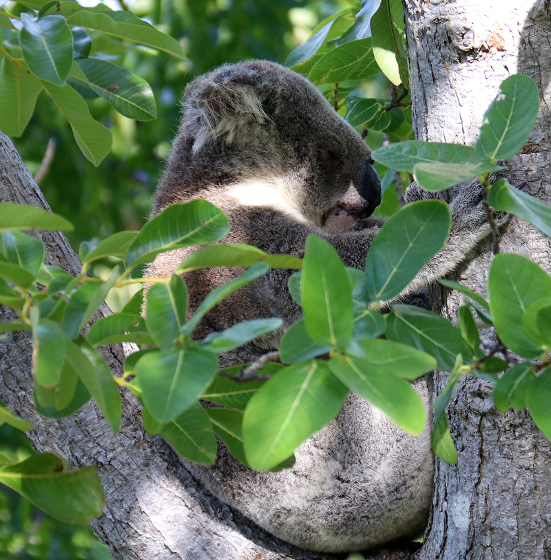 Koala