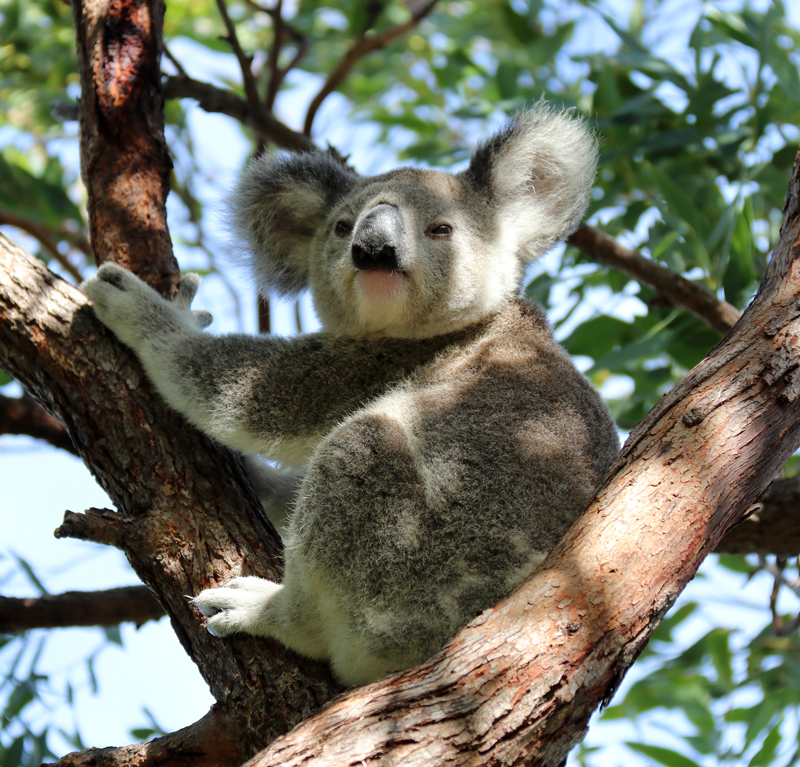 Koala