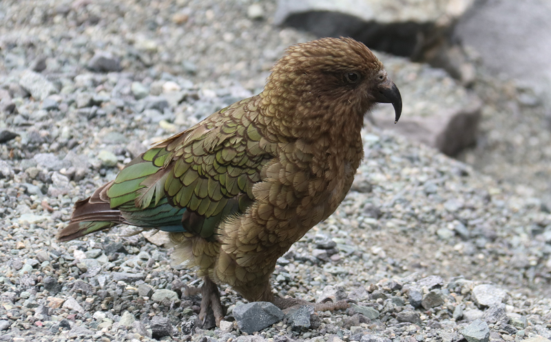 Kea