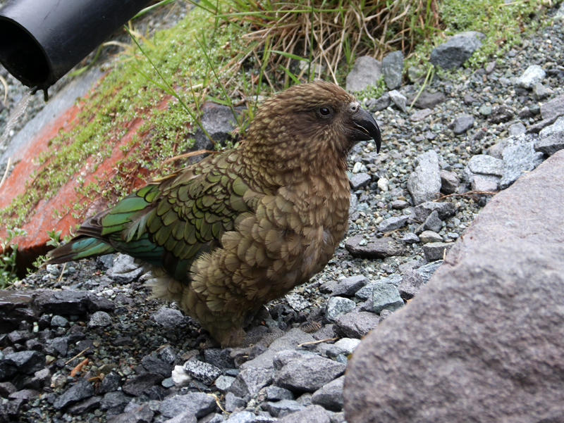 Kea