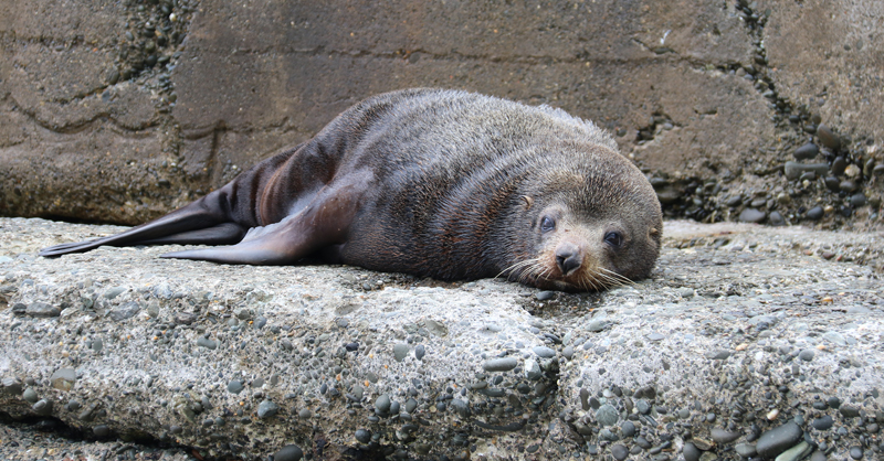 Neuseeländischer Seebär