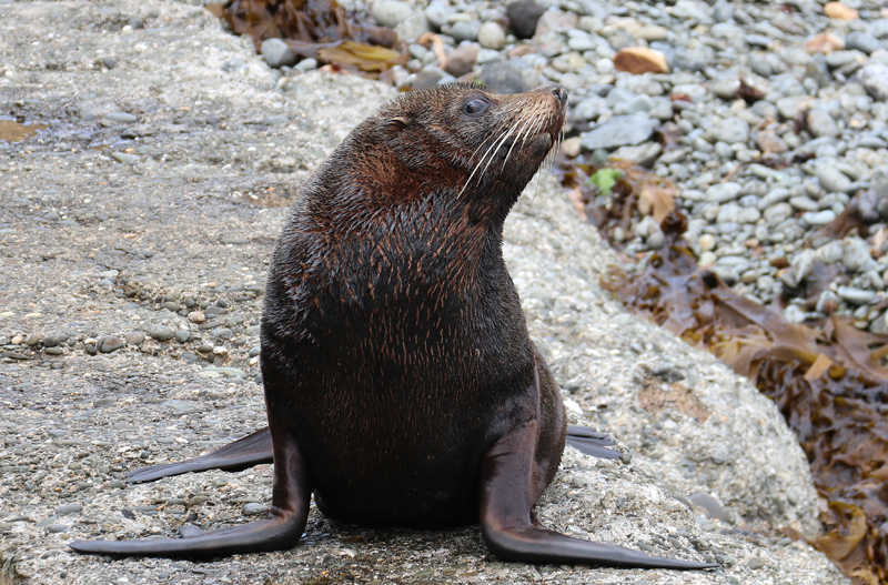 Neuseeländischer Seebär