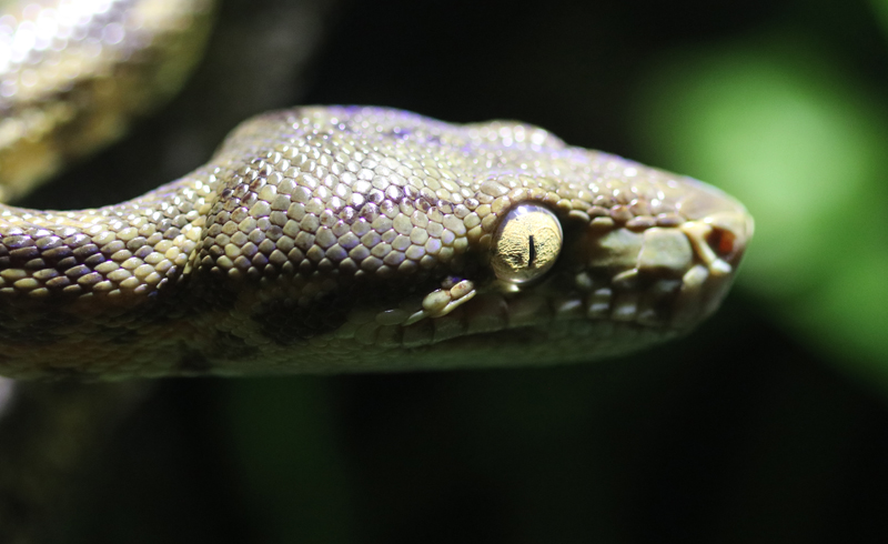 Gartenboa