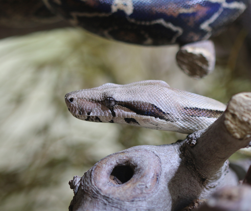 Kaiserboa