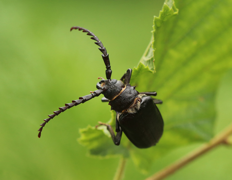 Sägebock