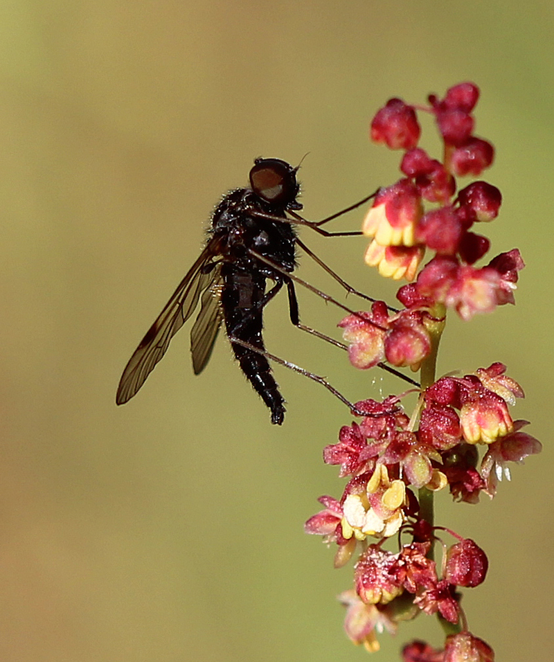 Märzfliege