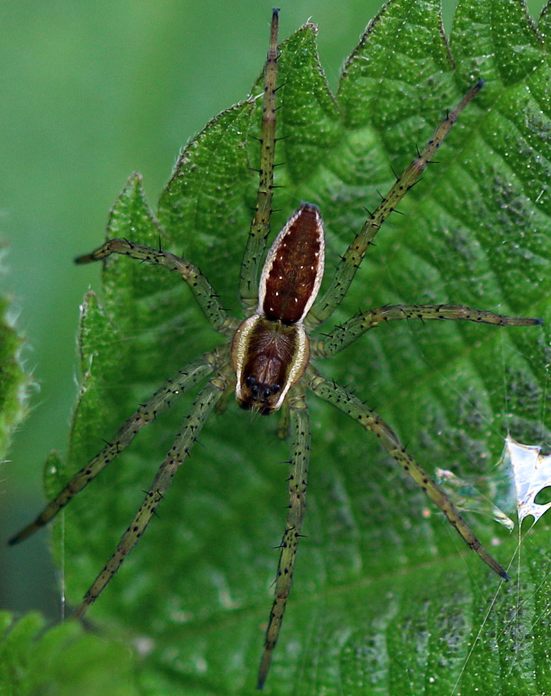 Gerandete Jagdspinne