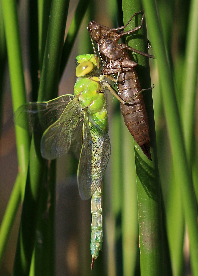 Große Königslibelle