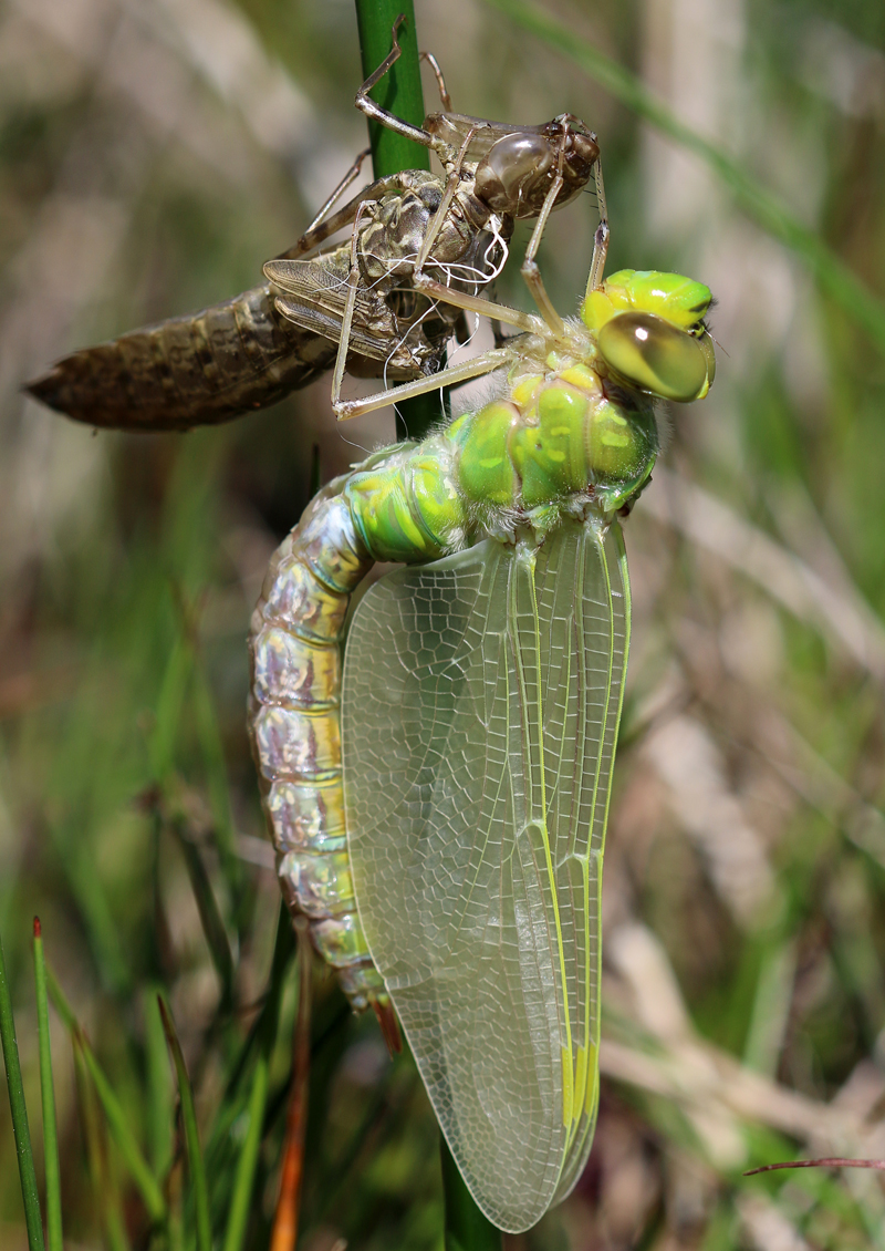 Große Königslibelle