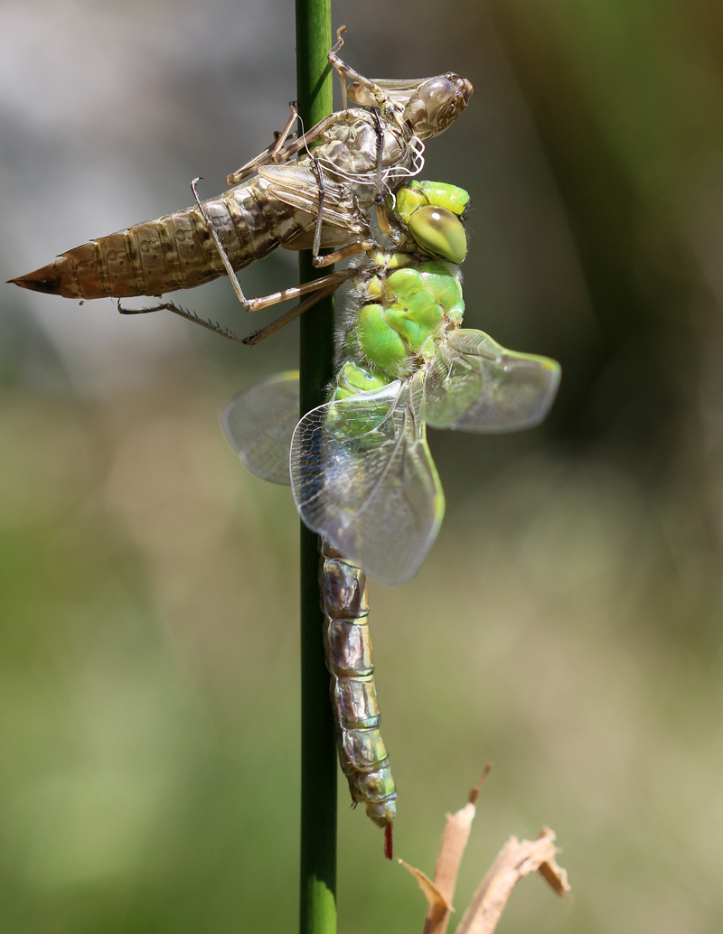 Große Königslibelle