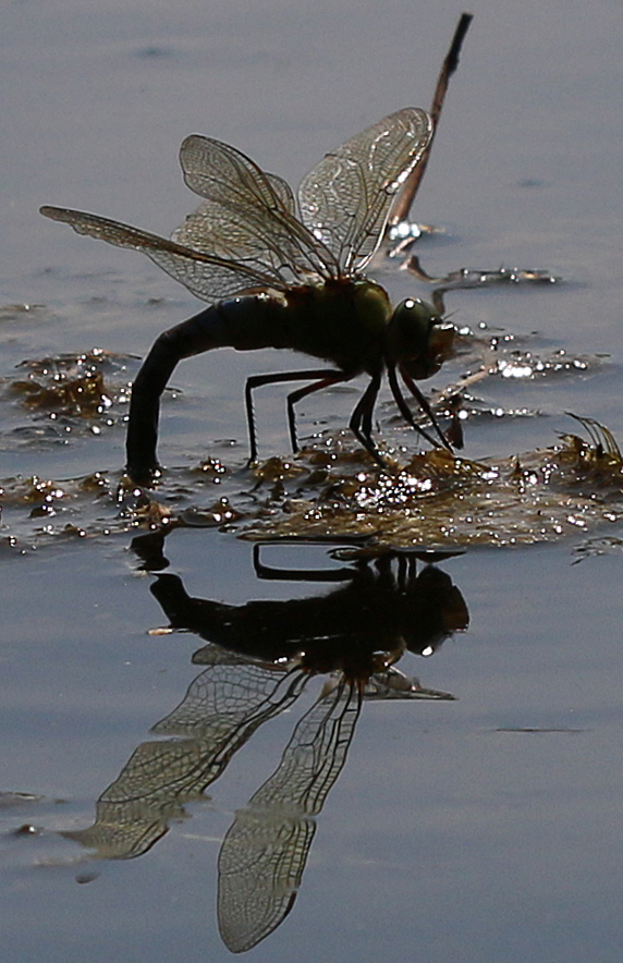 Große Königslibelle