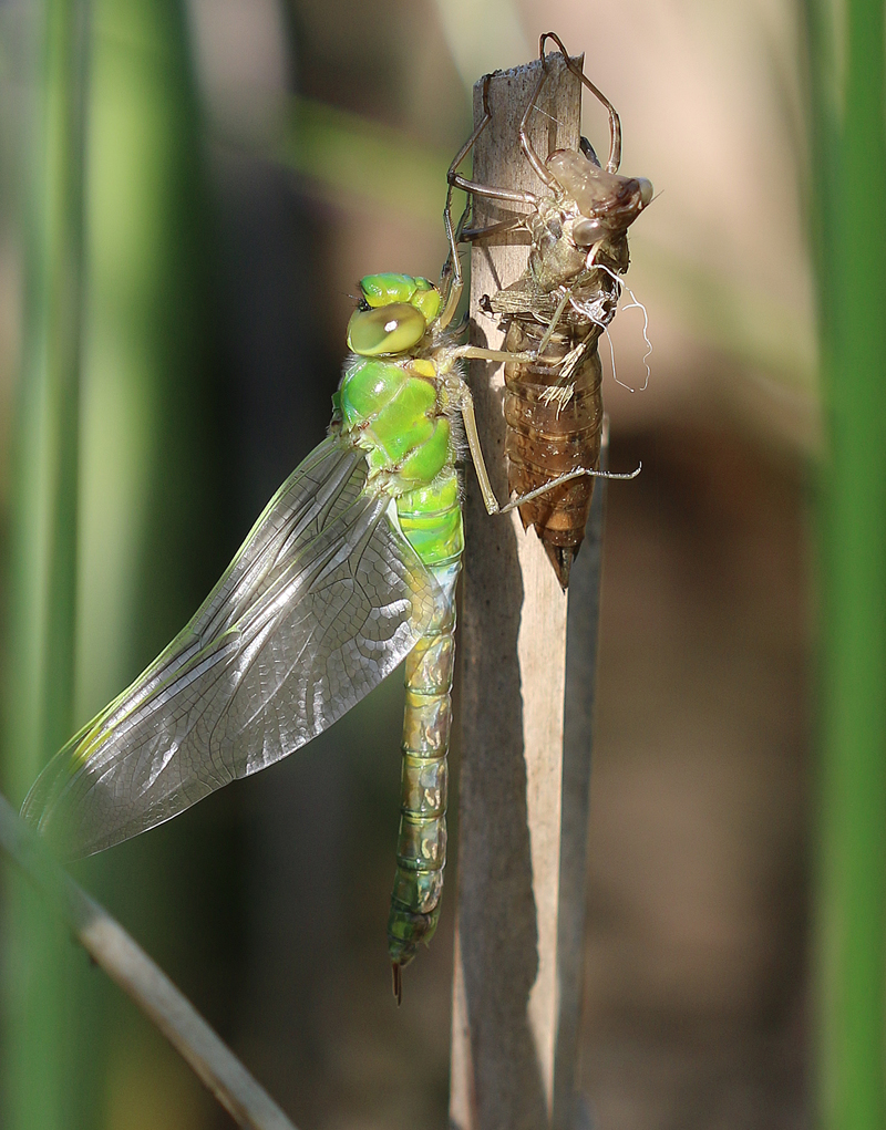 Große Königslibelle