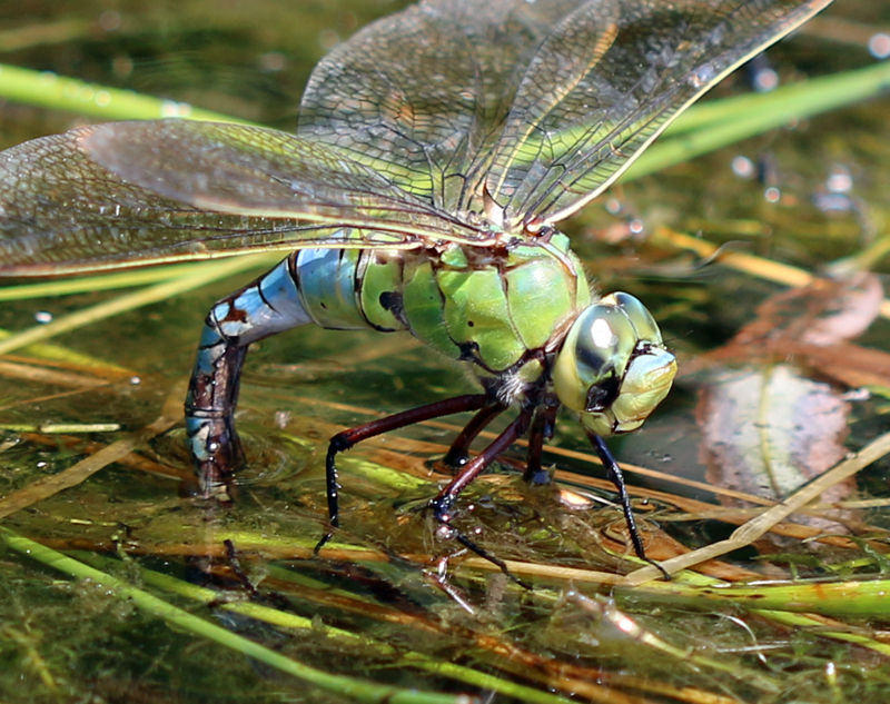 Große Königslibelle