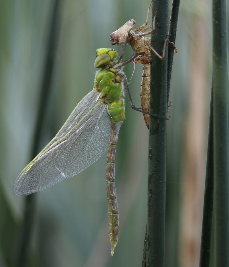 Große Königslibelle