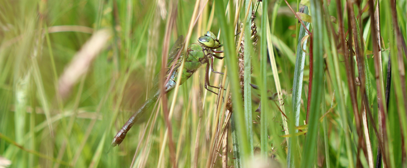 Große Königslibelle