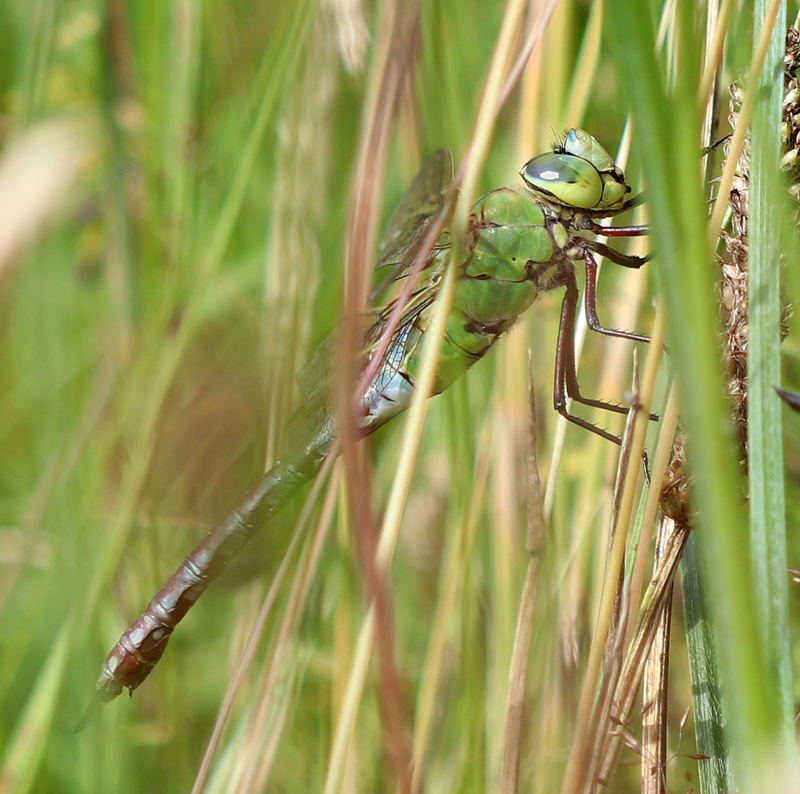 Große Königslibelle